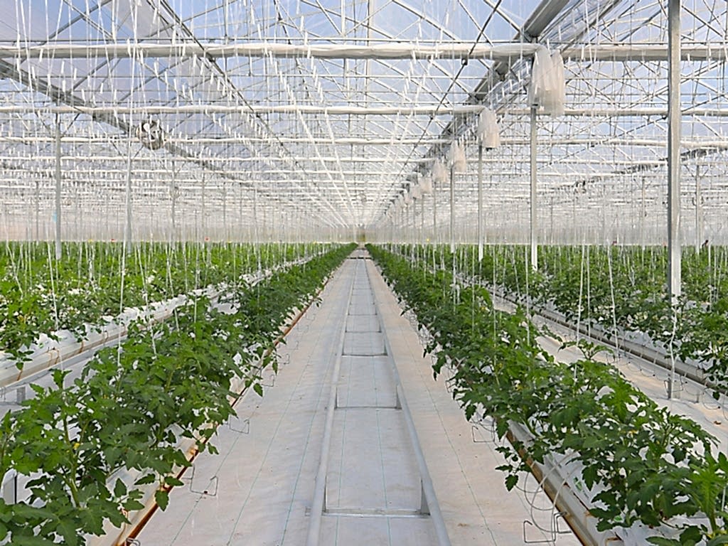 Mersin Topraksız Modern Domates Serası