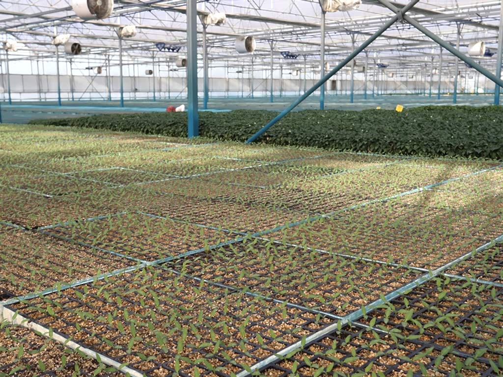 Dinamik Fide Üretim Tesisi, Modern Fide Serası