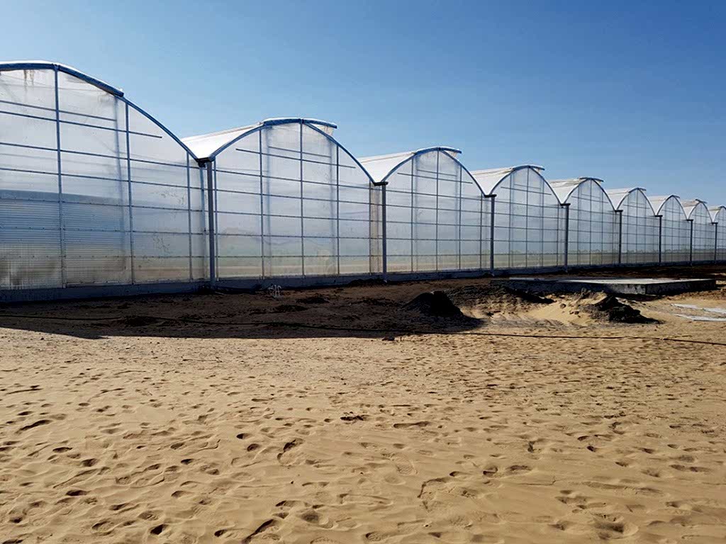 Özbekistan Modern Sistem Topraksız Domates Serası