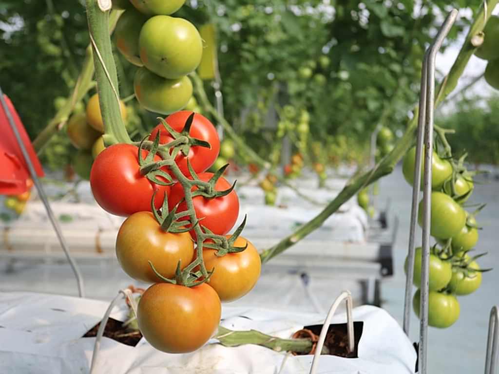 Tarsus Modern Topraksız Domates Serası