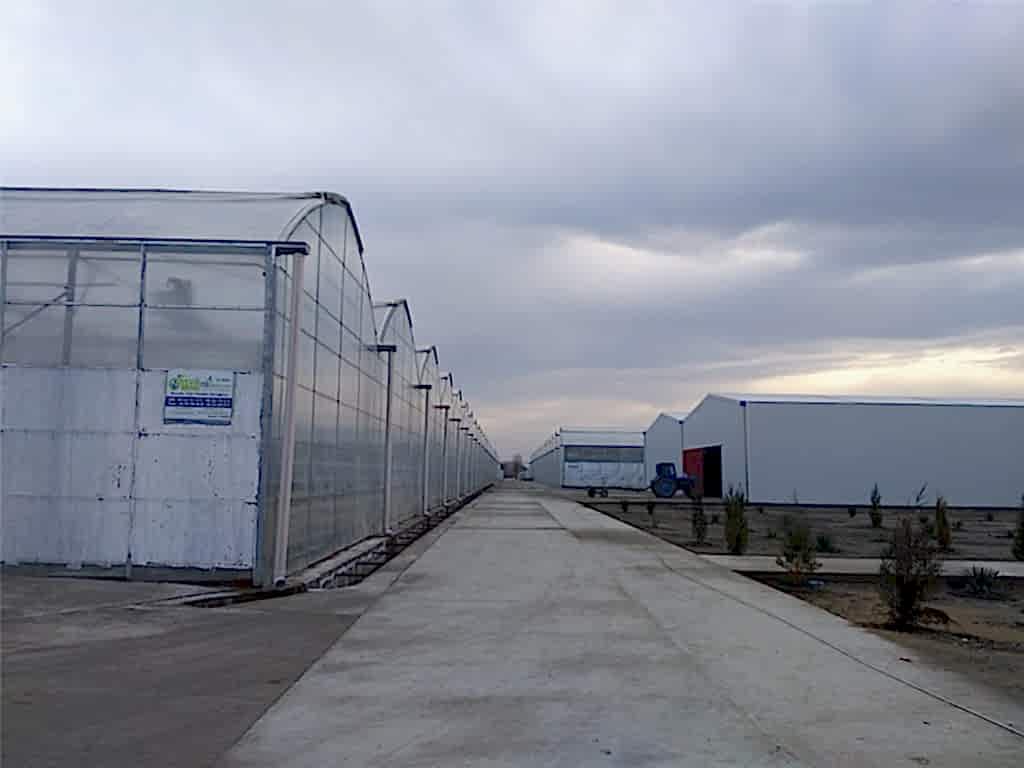 Türkmenistan Modern Sistem Topraksız Domates Serası